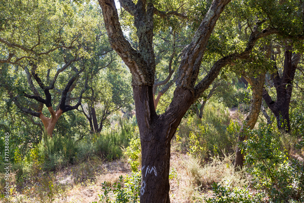 Plantation of cork oaks