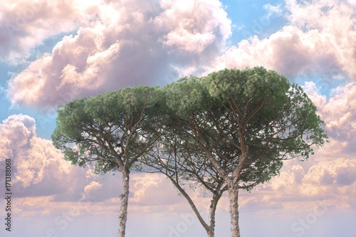 Maritime Pine tree group near Rome  Italy