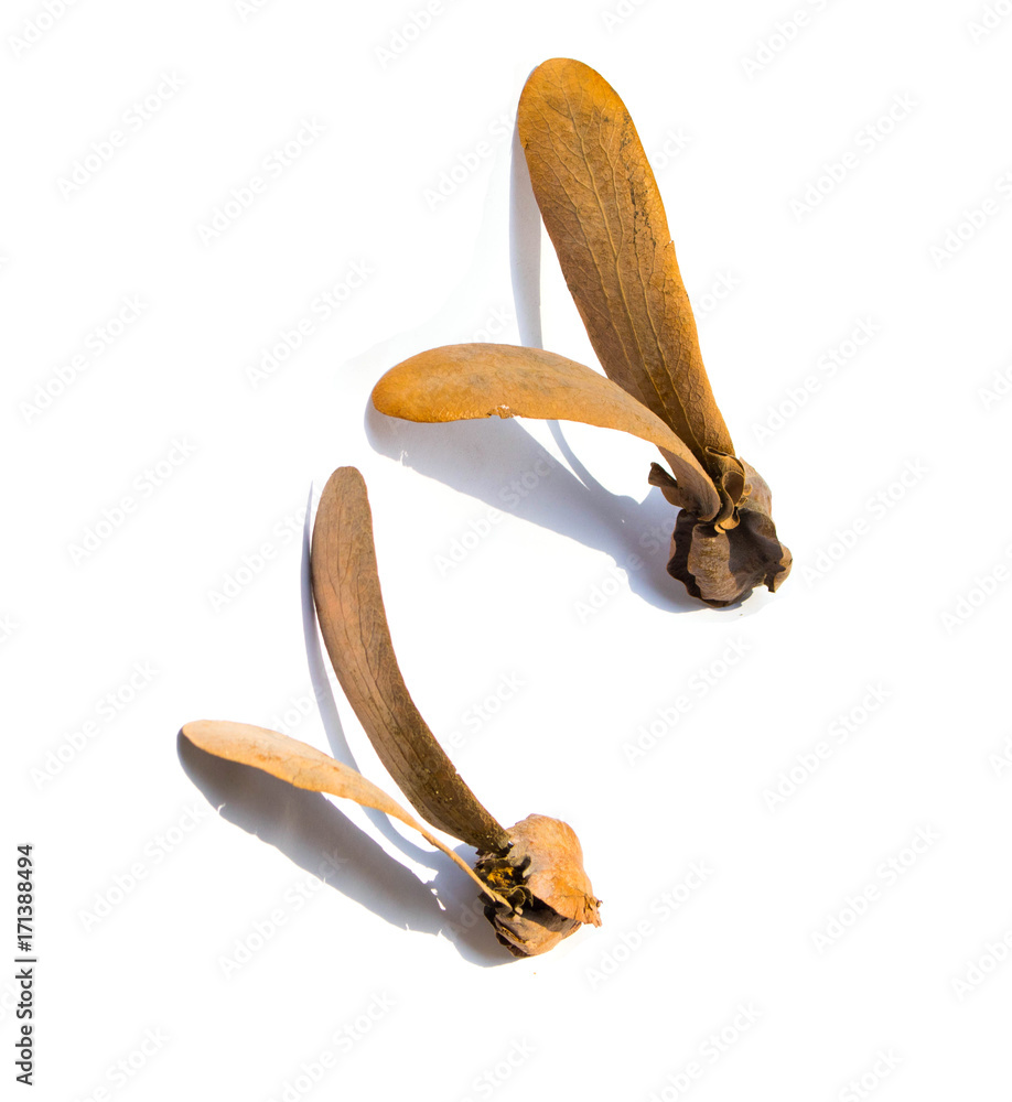 Seeds tree isolated on white background Seeds tree isolated on white background