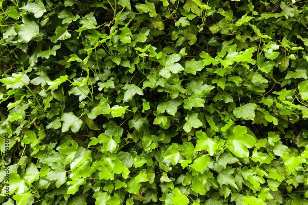 Obraz premium Ivy leaves