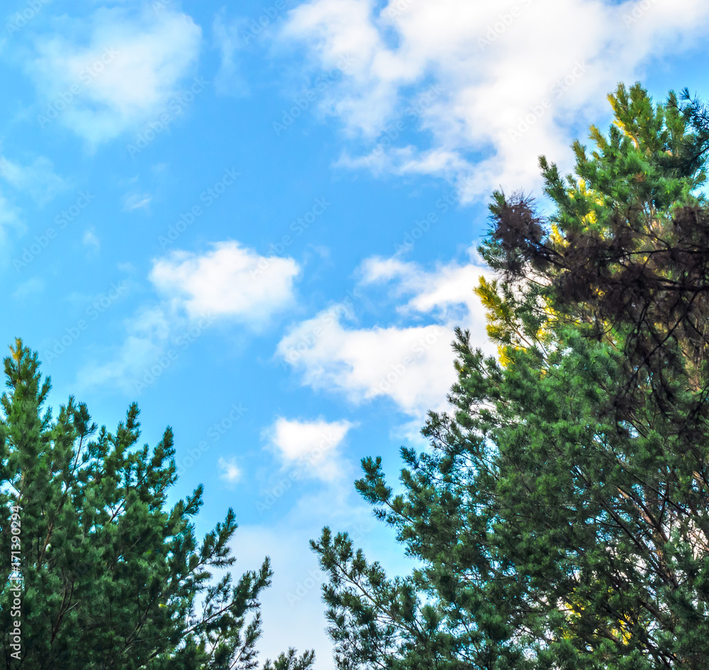 Clouds in the blue sky and branches of trees Clouds in the blue sky and branches of trees
