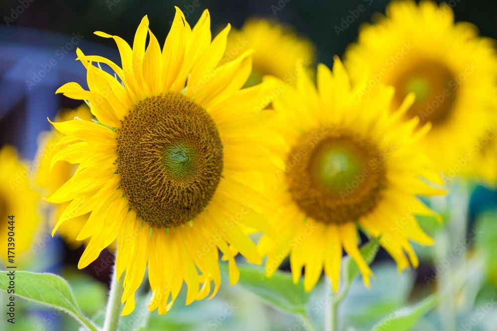 Fototapeta premium Field of sunflowers.