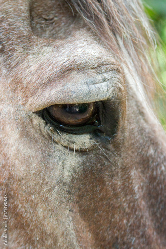 Old Horse Eye Macro