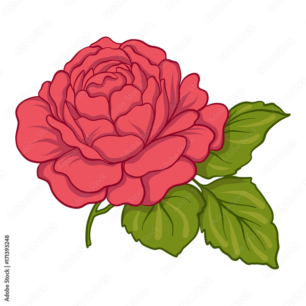 Isolated red rose with green leaves. Stock line vector illustrat Isolated red rose with green leaves. Stock line vector illustrat
