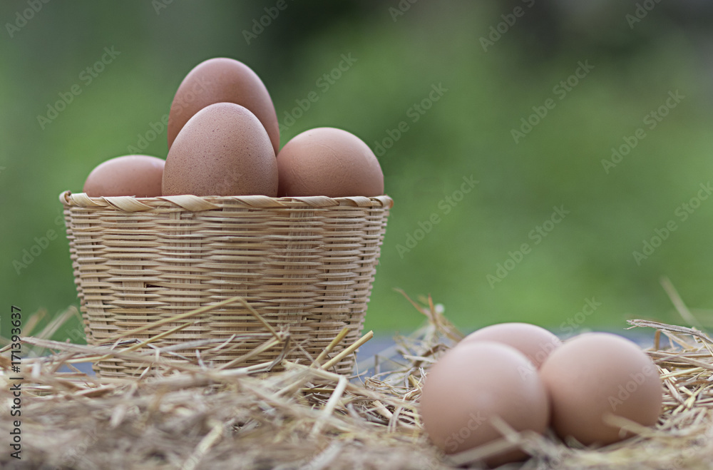 Good quality chicken eggs in basket with straw at local farm in Thailand. Close-up and blur chicken background. (Rhode Island Red) Good quality chicken eggs in basket with straw at local farm in Thailand. Close-up and blur chicken background. (Rhode Island Red)