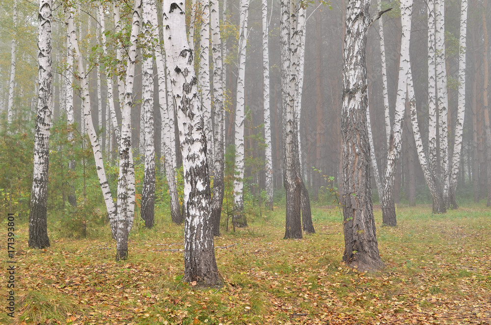 Obraz premium Берёзовая роща в тумане.