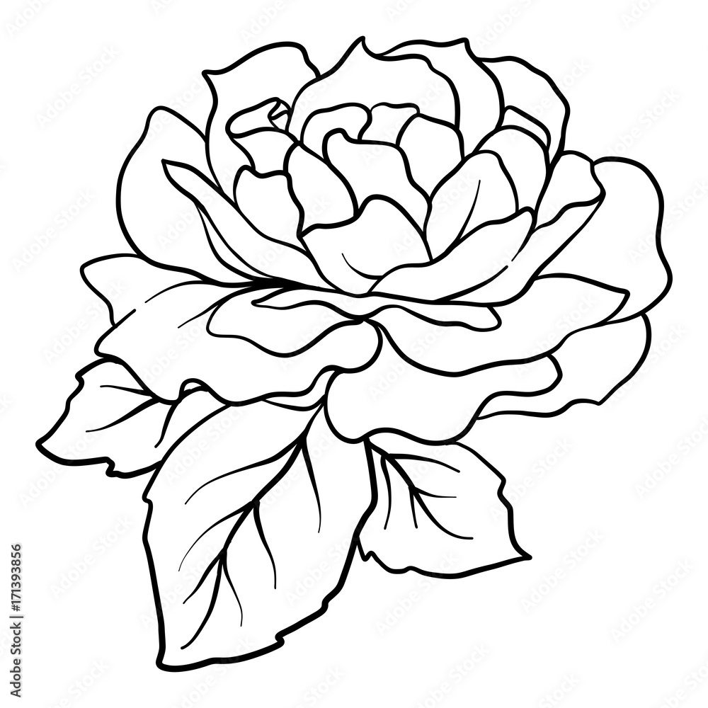 Isolated rose. Outline drawing. Stock vector illustration. Isolated rose. Outline drawing. Stock vector illustration.