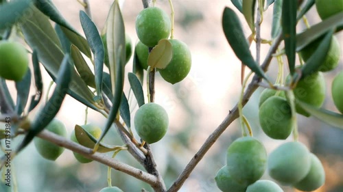 Green olive fruits hanging on the olive tree close up