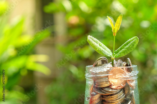 save money for investment concept. plant growing out of coins