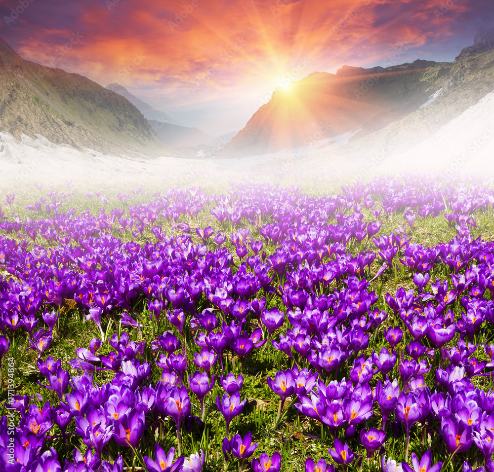 Obraz premium Floral mountain spring