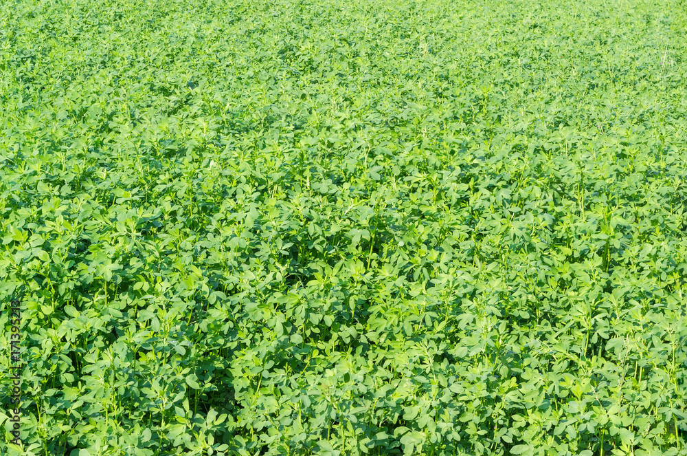 Background of field with the alfalfa crops