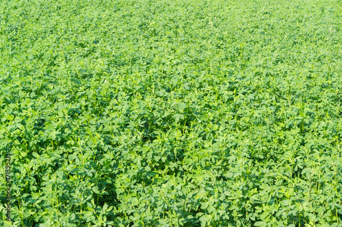 Background of field with the alfalfa crops