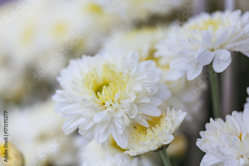 Bouquet of flowers white chrysanthemums.