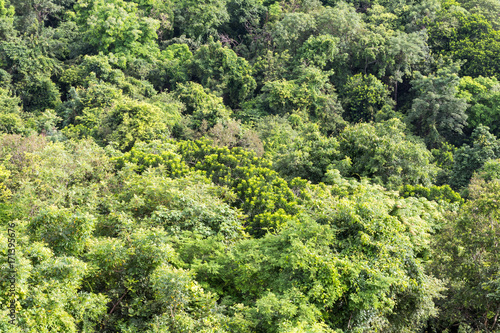 View from above, leaves, trees.