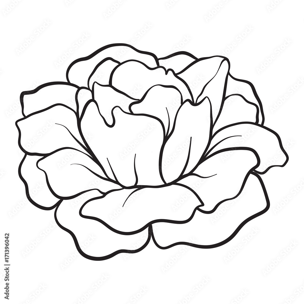 Obraz premium Isolated rose. Outline drawing. Stock vector illustration.