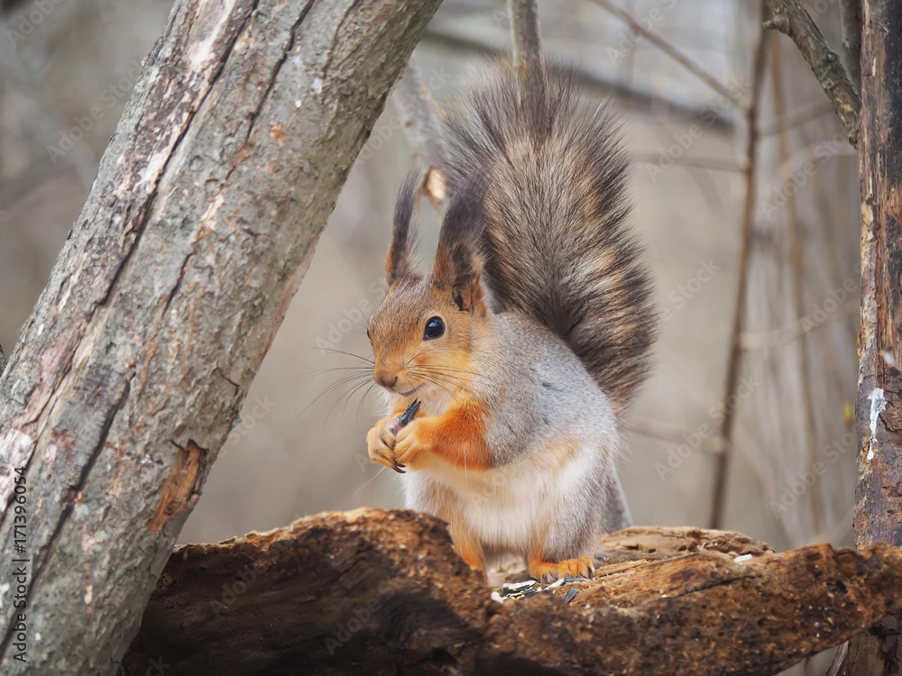 Fototapeta premium squirrel in the park
