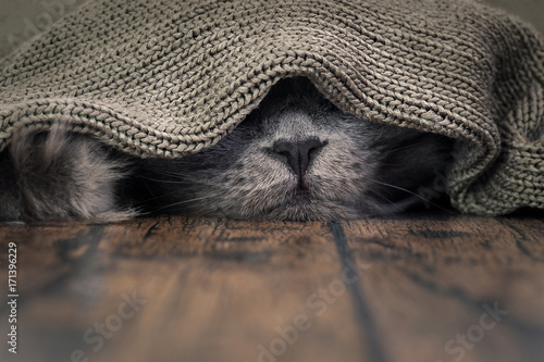 The nose of the cat under the blanket. The concept of heat, cold, the comfort of home