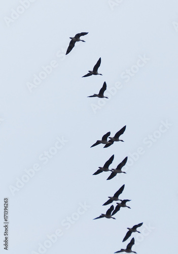 a flock of geese in the sky. Autumn