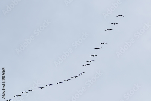 a flock of geese in the sky. Autumn