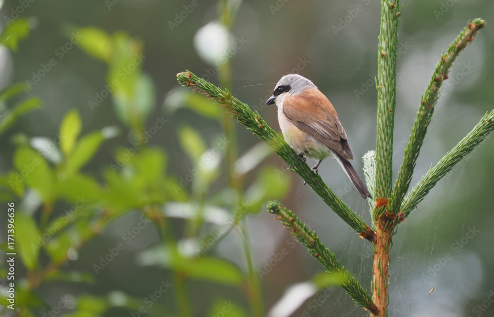 Obraz premium Shrike in the woods