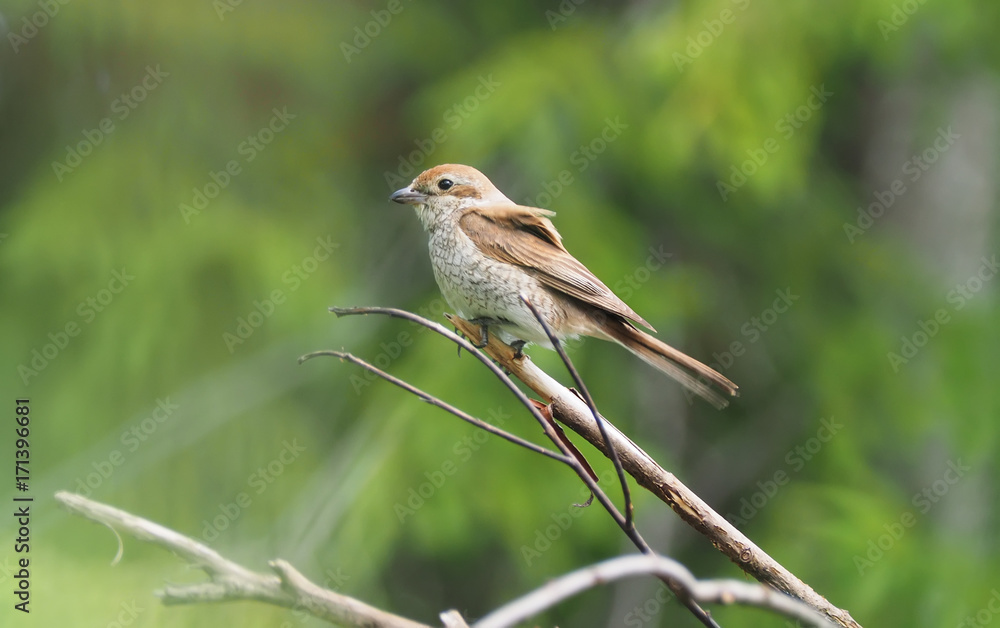 Shrike in the woods Shrike in the woods