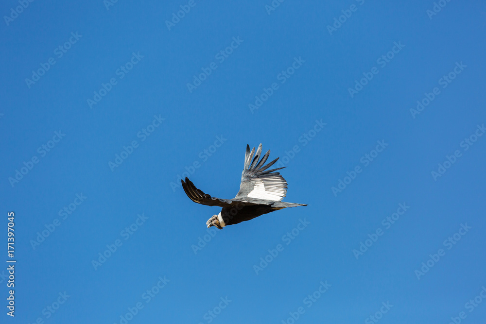 Obraz premium Condor