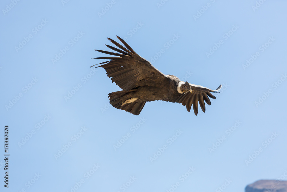 Condor Condor
