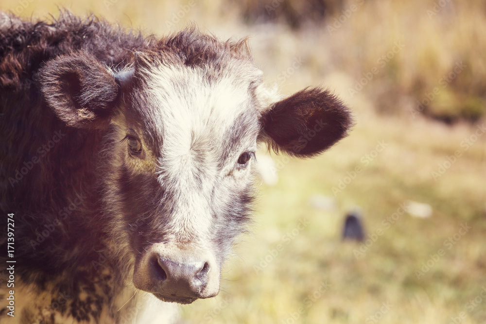 Fototapeta premium Cow