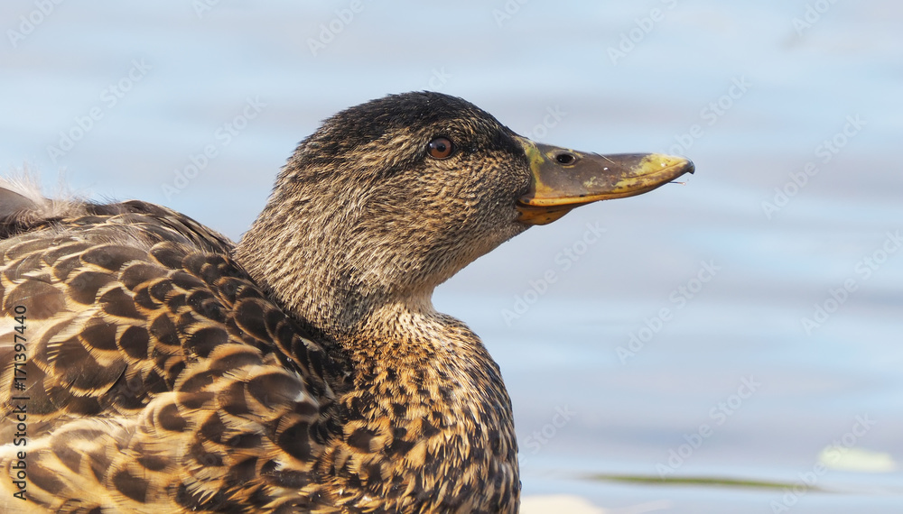 duck on the river bank