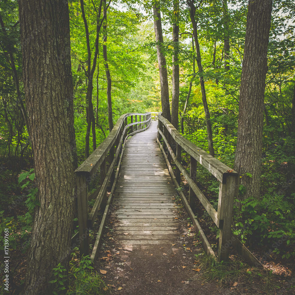 A wooden bridge in the woods, nature perverse hiking trail. 