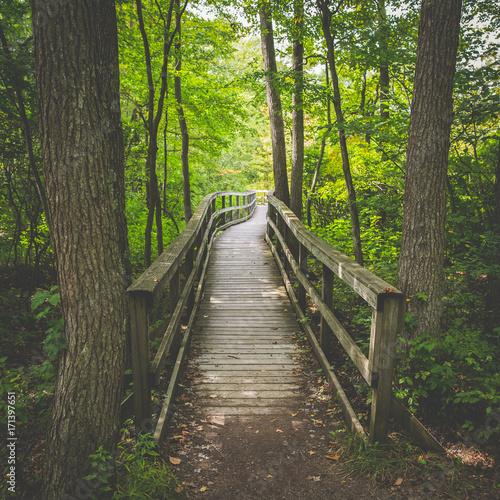 A wooden bridge in the woods  nature perverse hiking trail. 