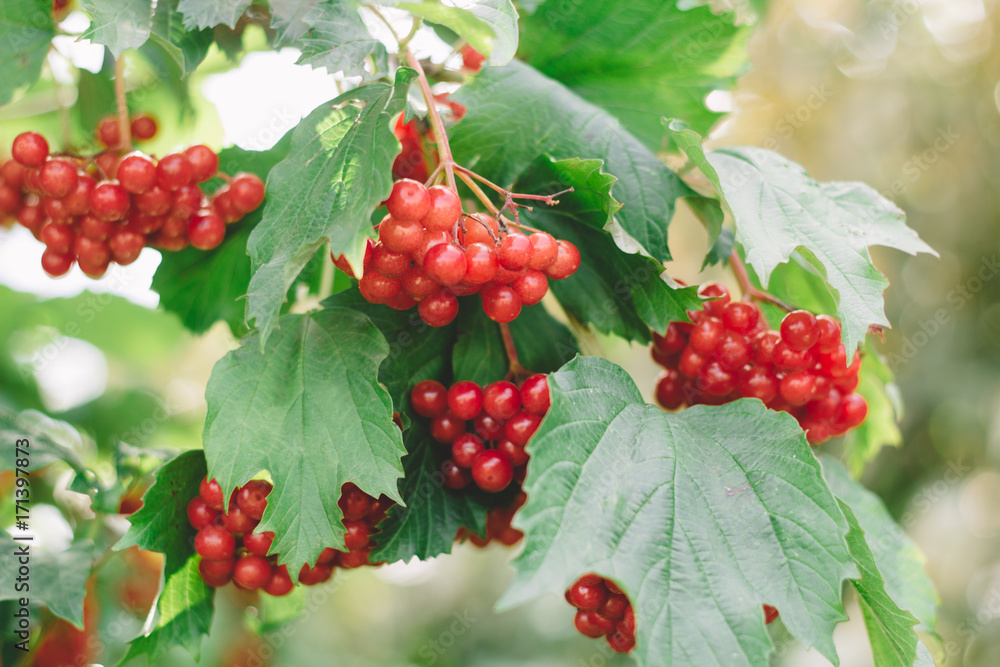 red berries of viburnum on a branch red berries of viburnum on a branch
