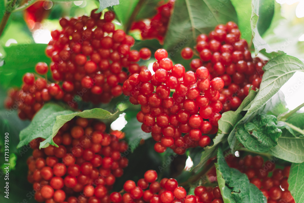 red berries of viburnum on a branch red berries of viburnum on a branch