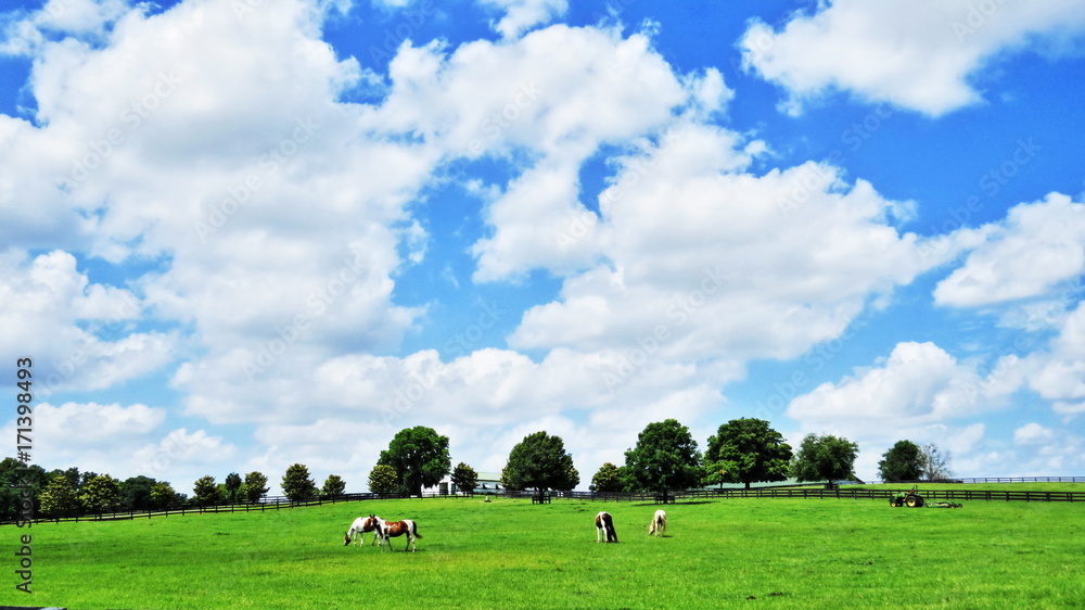 Ocala Horses #1