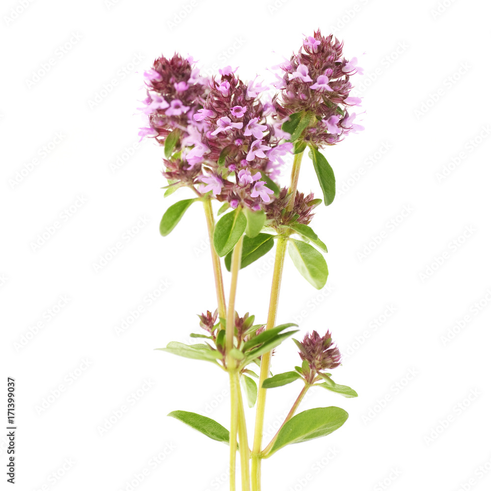 flowers of thyme on a white background flowers of thyme on a white background