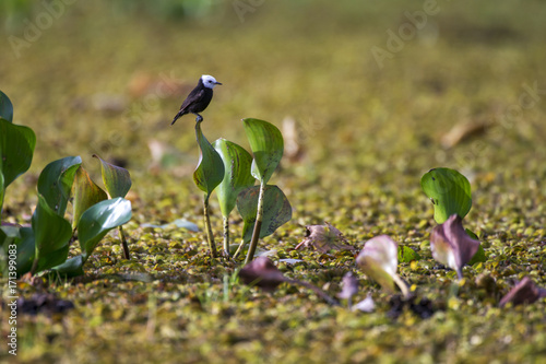 Freirinha (Arundinicola leucocephala) | White-headed Marsh Tyrant photographed in Linhares, Espírito Santo - Southeast of Brazil. Atlantic Forest Biome. photo