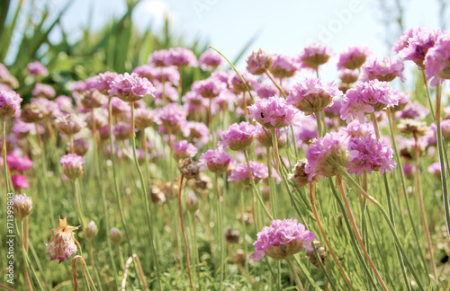 Pink Field