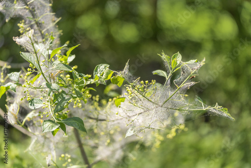 ermine moth caterpillars and web photo