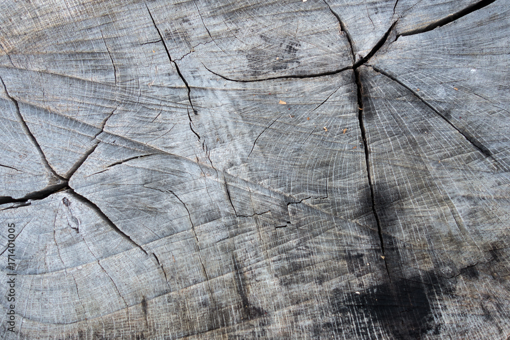 Fototapeta premium Wood texture of cut tree trunk, close-up; texture, background