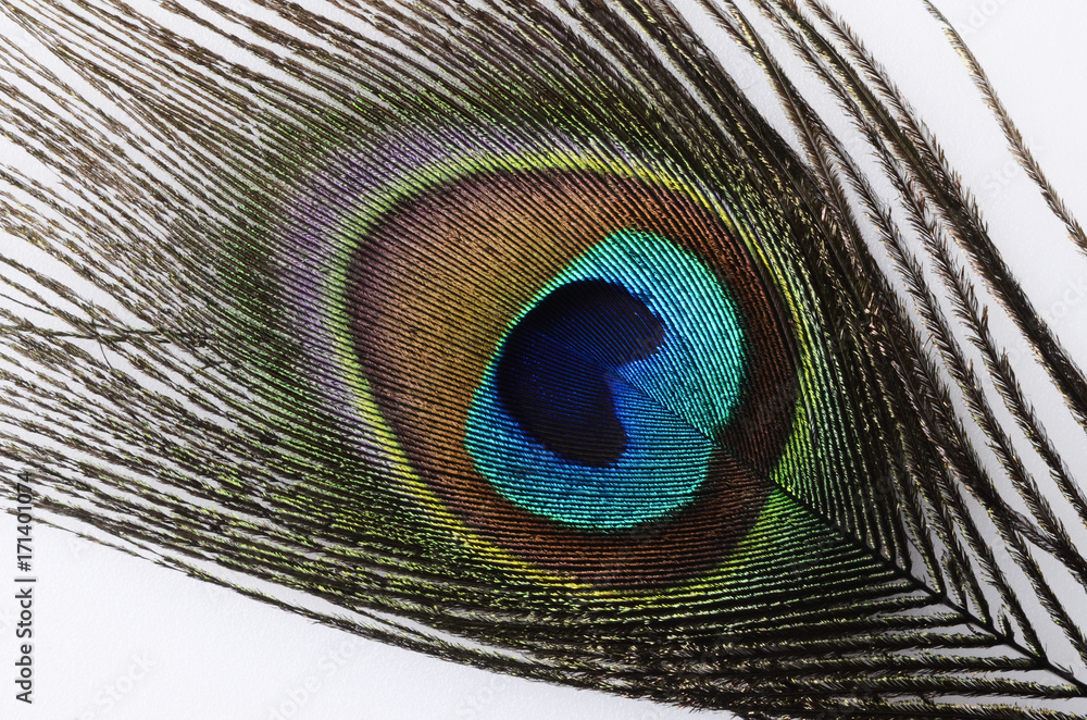 Obraz premium Peacock feathers macro for background or wallpaper