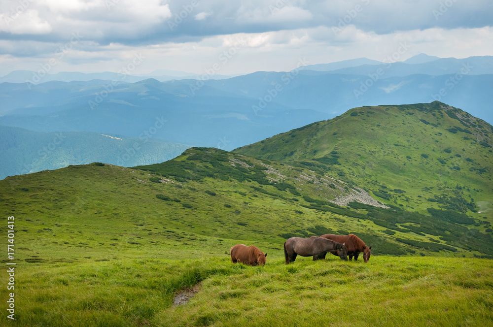 Grazing horses at high-land pasture at Carpathian Mountains. Herd of horses is grazed against mountains in the summer. Grazing horses at high-land pasture at Carpathian Mountains. Herd of horses is grazed against mountains in the summer.