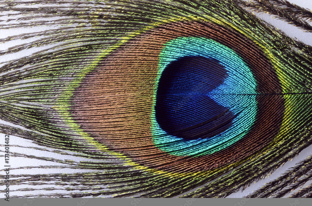 Obraz premium Peacock feathers macro for background or wallpaper