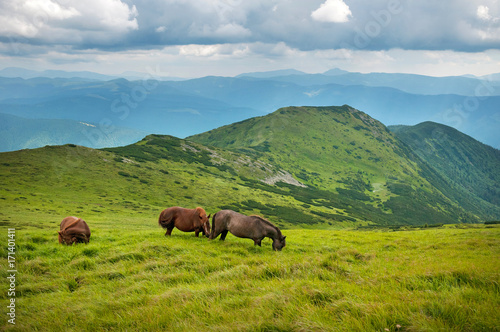 Grazing horses at high-land pasture at Carpathian Mountains. Herd of horses is grazed against mountains in the summer. © Viktoria