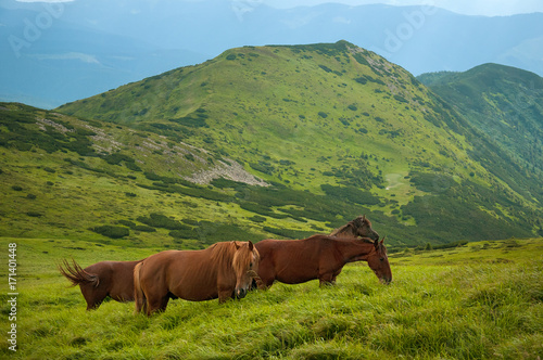Grazing horses at high-land pasture at Carpathian Mountains. Herd of horses is grazed against mountains in the summer.