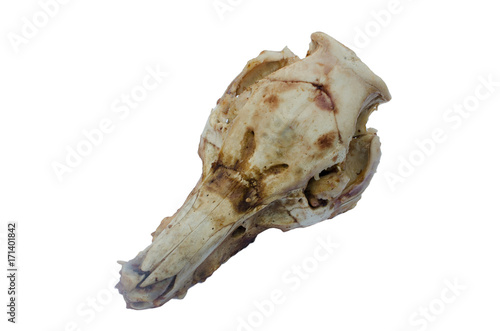 skeletal pig