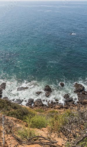 Colony of sea lions resting on the rocks in Malibu, CA photo