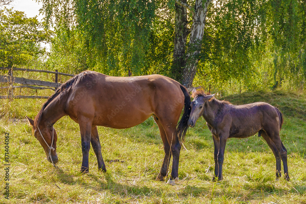 the horse and foal