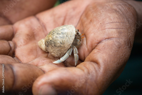 Tansania, Sansibar, Insel Pemba, Misali Island, Einsiedlerkrebs in Hand, Humback Crab photo
