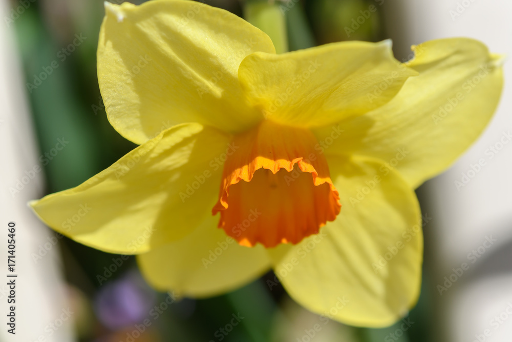 Springtime - Daffodil
