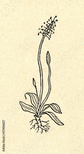 Ribwort plantain (Plantago lanceolata) photo